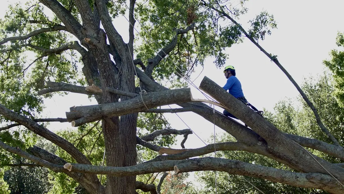 Professional Crown Thinning performed by certified arborists in Davison