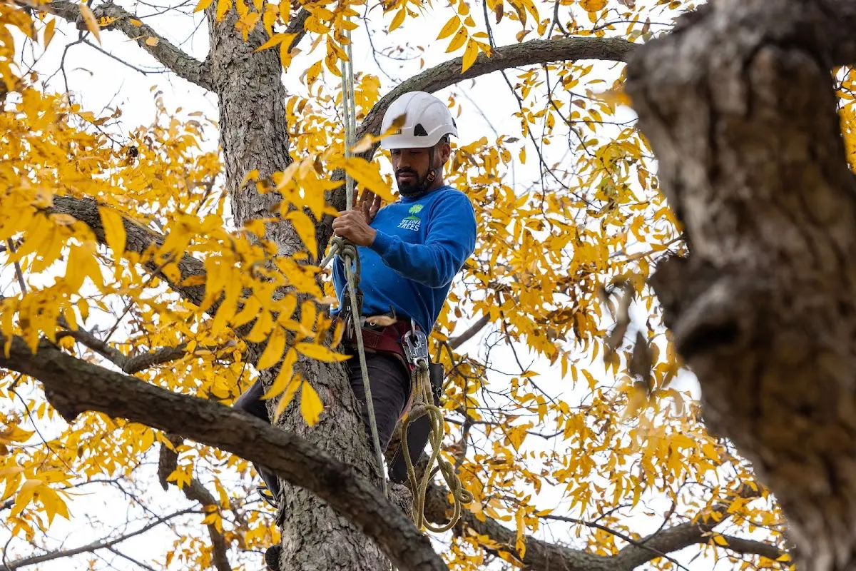 Skilled Tree Pruning crew working in Davison